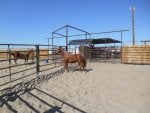 Ranch Horse Mustang horse Stallion Mare