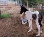 Horse Mammal Vertebrate Colt Foal