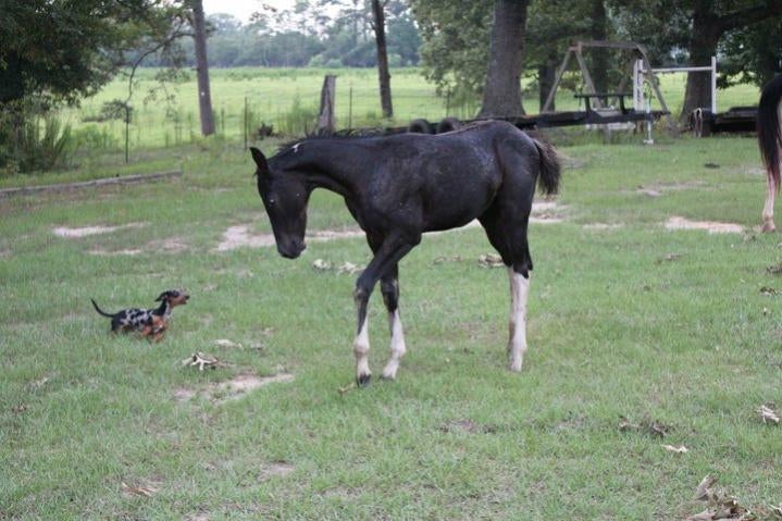 what color is chrome  the horse forum
