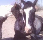 bluesfilly51912 014.jpg