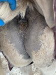 Working animal Fawn Elephants and Mammoths Terrestrial animal Dog breed
