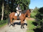 Horse Plant Equestrian helmet Tree Halter