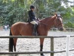 Clothing Horse Helmet Vertebrate English pleasure