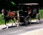 Land vehicle Carriage Horse and buggy Vehicle Horse