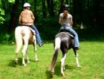 Horse Bridle Mammal Equestrianism Rein