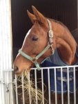 Halter Bridle Horse tack Horse Snout