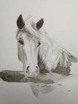 Drawing Horse Mane Sketch Painting